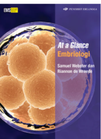 Image of Embriologi
